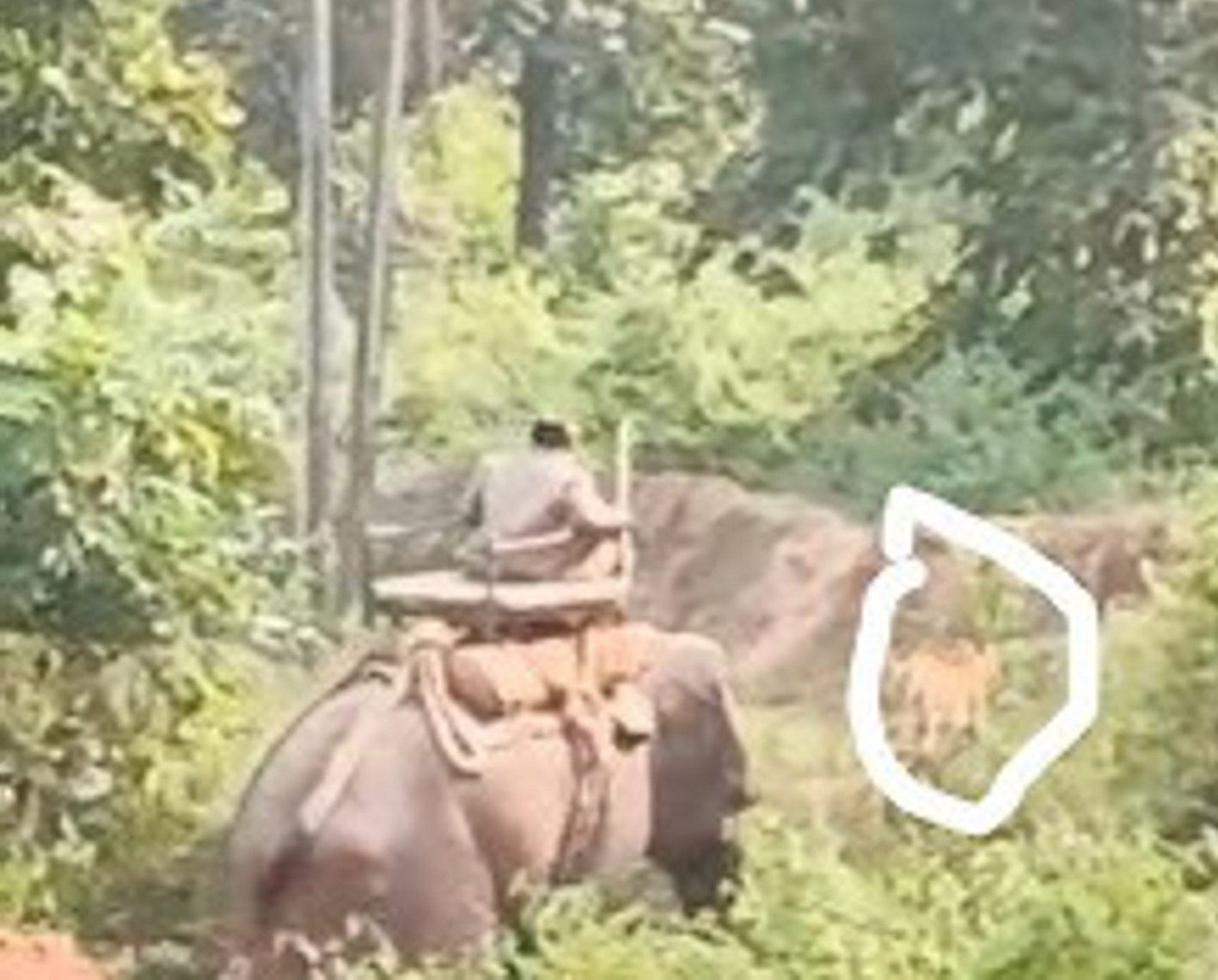बांधवगढ़ टाइगर रिजर्व से सटे गांव पनपथा और पतौर परिक्षेत्र का मामला, बाघिन के खौफ से खेत खलिहान नहीं जा रहे किसान