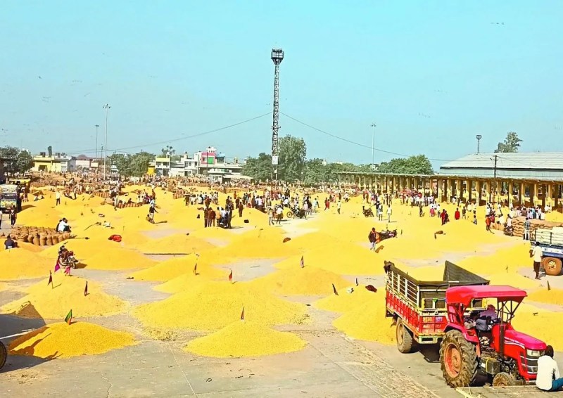 मंडी में इन दिनों धान व मक्का समेत विभिन्न जिन्सों की आवक बढ़ गई है। ऐसे में अब रात के समय कॉलेज रोड, अस्पताल रोड पर जाम के हालात बनने लगे हैं। सोमवार को मंडी में विभिन्न ङ्क्षजसों की करीब पौने दो लाख बोरियों और कट्टों की आवक हुई।