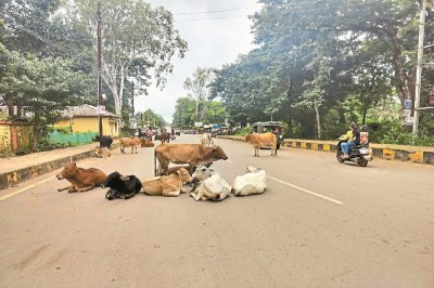 अब सड़कों पर नहीं दिखेंगे आवारा मवेशी (photo source- Patrika)