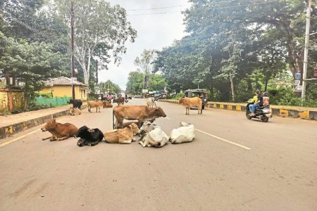 अब सड़कों पर नहीं दिखेंगे आवारा मवेशी (photo source- Patrika)