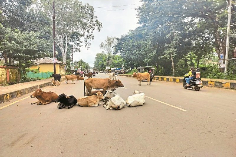 अब सड़कों पर नहीं दिखेंगे आवारा मवेशी (photo source- Patrika)