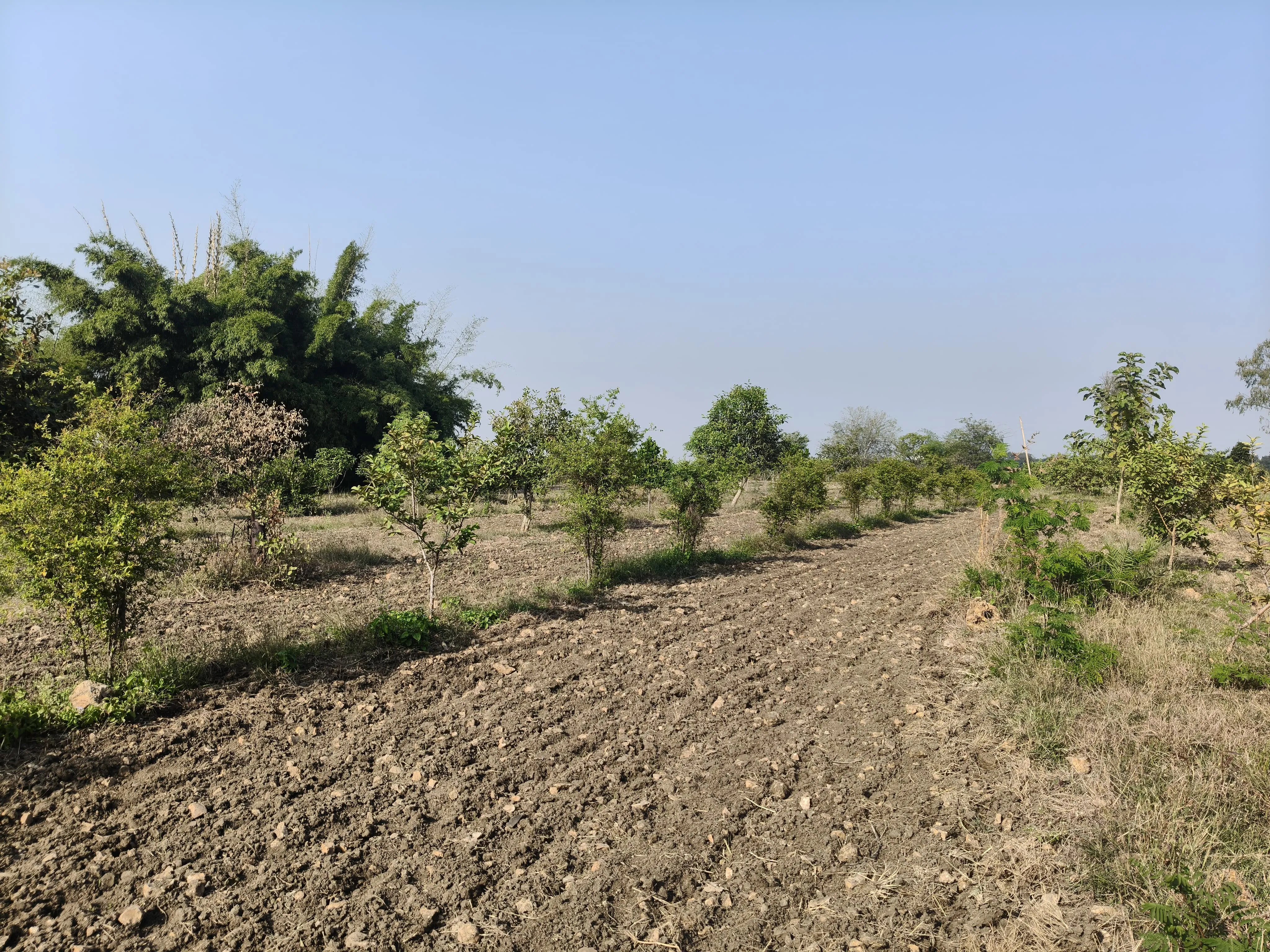 One thousand fruit trees were planted on three acres of rocky land, and with regular care, they began to grow into trees.