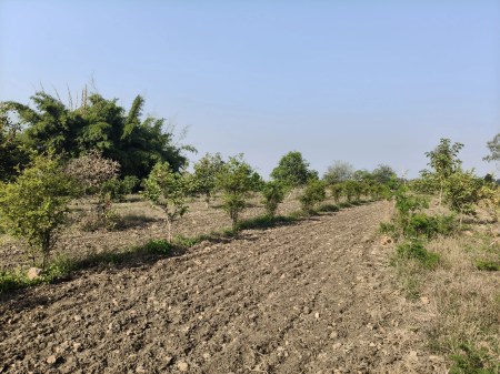 One thousand fruit trees were planted on three acres of rocky land, and with regular care, they began to grow into trees.