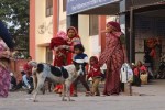 हवा में अदालतों का फरमान...सार्वजनिक जगहों पर घूम रहे श्वान Court orders in the air...dogs roaming in public places