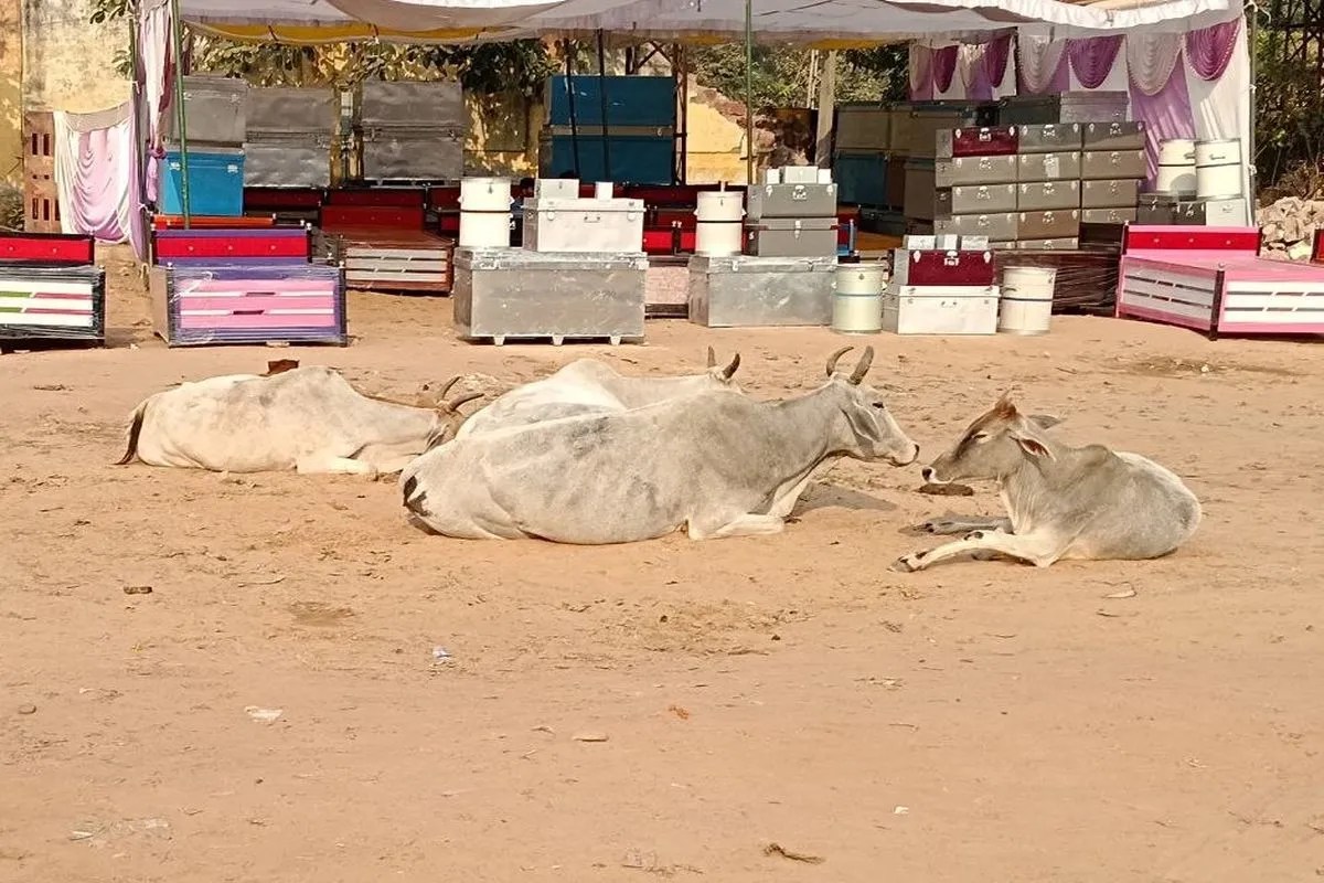 शरद महोत्सव मेला: मेला में गोवंशों का जमावड़ा...आमजन को कर रहे चोटिल Sharad Mahotsav Fair: Gathering of cattle in the fair... injuring common people