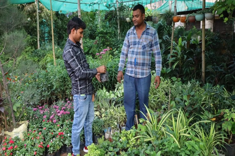 सर्दी की दस्तक के साथ ही फूलों के पौधों से महकी नर्सरियां With the arrival of winter, nurseries are filled with the fragrance of flowering plants.