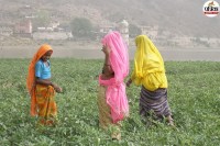 Rajasthan Farmer