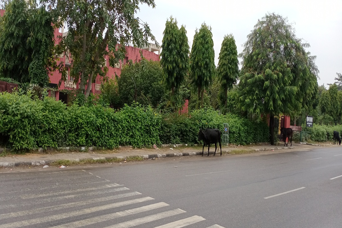 Rajasthan Weather :जयपुर में आज सवेरे रिमझिम फुहारों ने भिगोया, बारिश की की बूंदों से तापमान में गिरावट