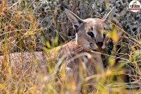 Jaisalmer Asiatic caracal cat