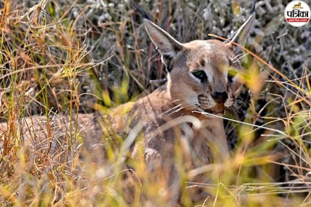 Jaisalmer Asiatic caracal cat