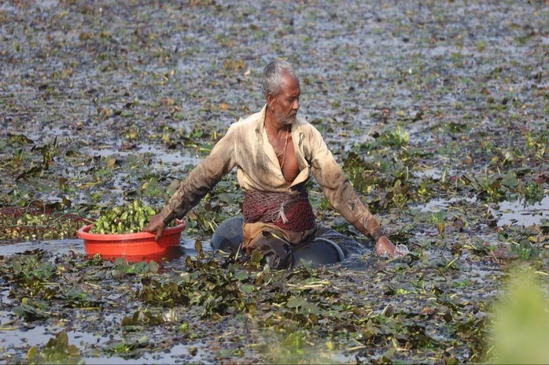 धौलपुर के सिंघाड़े की खुशबू से महकी राजधानी दिल्ली The capital Delhi is filled with the fragrance of water chestnuts from Dholpur