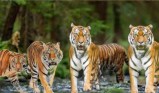 Tigers from Kanha Tiger Reserve roaming in villages