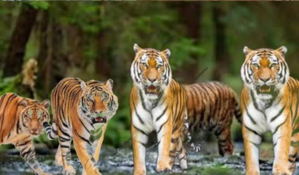 Tigers from Kanha Tiger Reserve roaming in villages