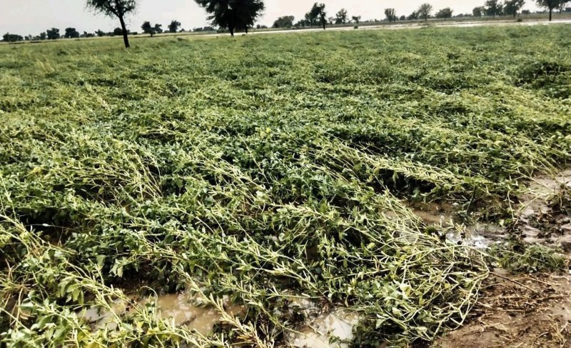 हनुमानगढ़ जिले में गत दिनों हुई तेज बारिश से खेतों में खराब हुई फसल।