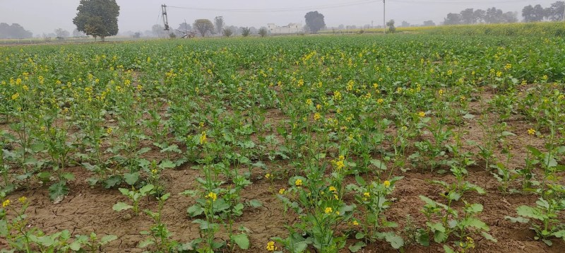 हनुमानगढ़: खेत में लगी सरसों की फसल।