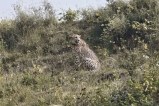 Africa-Cheetah-In-Baran
