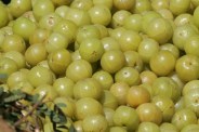 Amla in Jodhpur