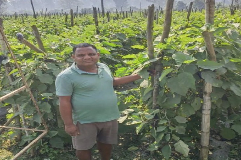 Brinjal cultivation