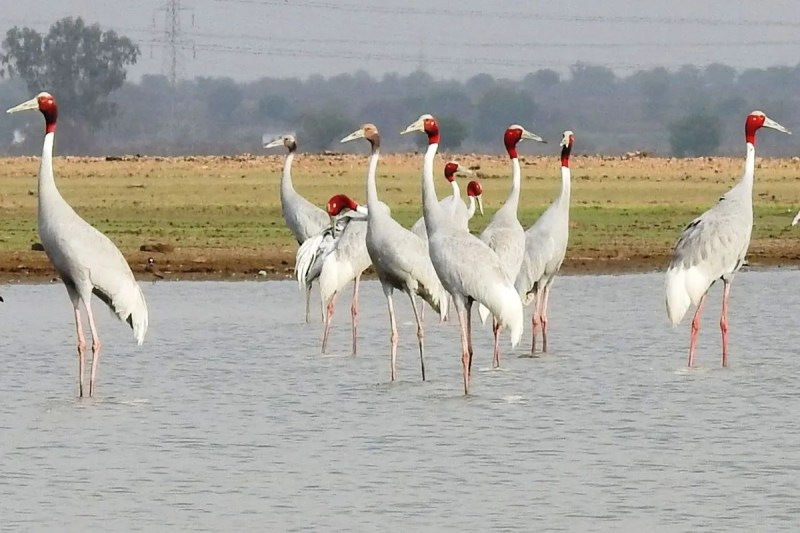 प्रदेश के सरहदी जिलों तक सिमटा सारस का कलरव, दिनोंदिन घटती तादाद