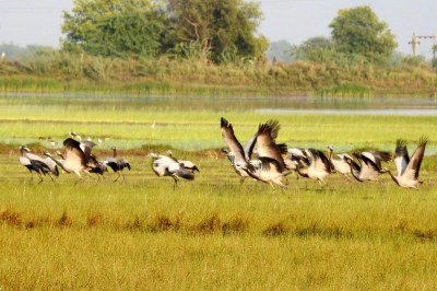 फिजां में 5 साल बाद फिर गूंजा कुरजां का कलरव