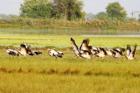 फिजां में 5 साल बाद फिर गूंजा कुरजां का कलरव