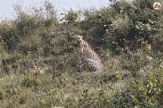 Cheetah in Rajasthan