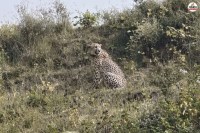 Cheetah in Rajasthan