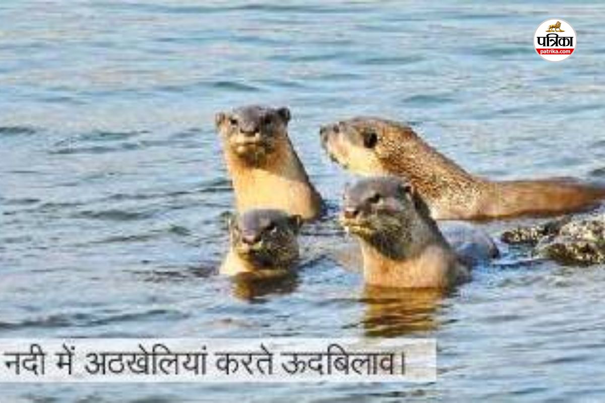 ITR में पहली बार दिखे दुर्लभ ऊदबिलाव, तीन महीने के सर्वे में शोध दल को बड़ी सफलता…