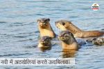 ITR में पहली बार दिखे दुर्लभ ऊदबिलाव(photo-patrika)
