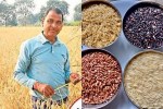लाल–काला–सफेद–हरा चावल उगाकर बनाई पहचान... ध्रुवराम की अनोखी खेती, HMT से कमा रहे लाखों(photo-patrika)