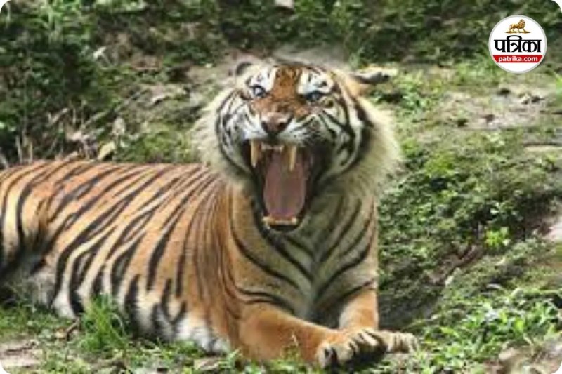 30 सालों बाद फिर सुनाई दी टाइगर की दहाड़ (photo source- Patrika)