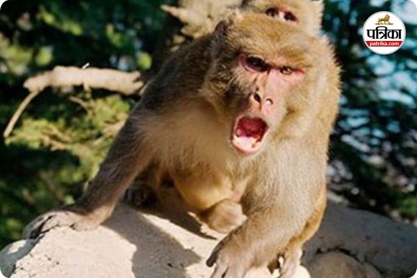 सिंगीबहार में बंदरों का आतंक (photo source- Patrika)