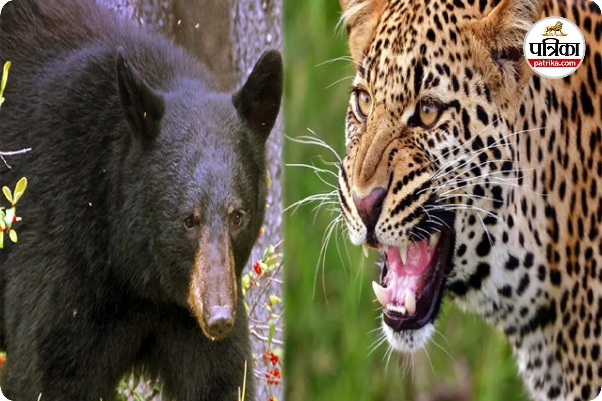भालू और तेंदुए दोनों का आतंक जारी (photo source- Patrika)