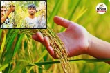 धान के साथ-साथ मिलेट्स में नई राह (photo source- Patrika)