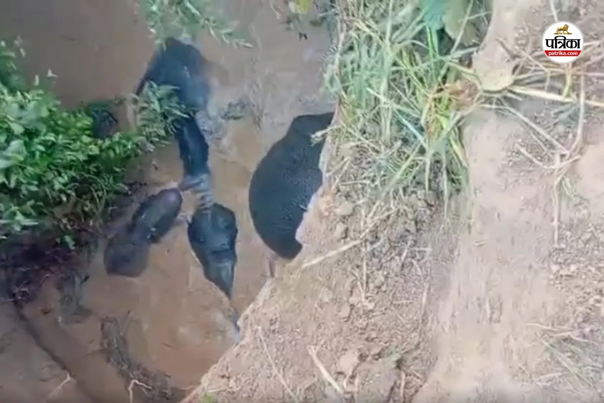 CG Elephant: कुएं में चार हाथियों के गिरने का Video आया सामने, एक शावक भी शामिल, रेस्क्यू जारी…