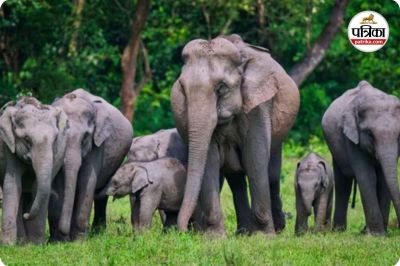 हाथियों ने युवक को कुचलकर मार डाला (photo source- Patrika)