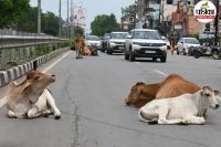 सड़क पर बैठे मवेशी (Photo Patika)
