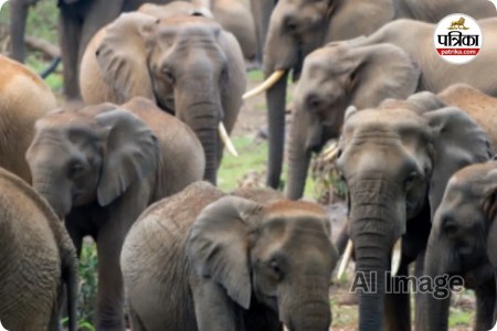 कोरबा जिले में जारी है हाथियों का उत्पात (photo source- Patrika)