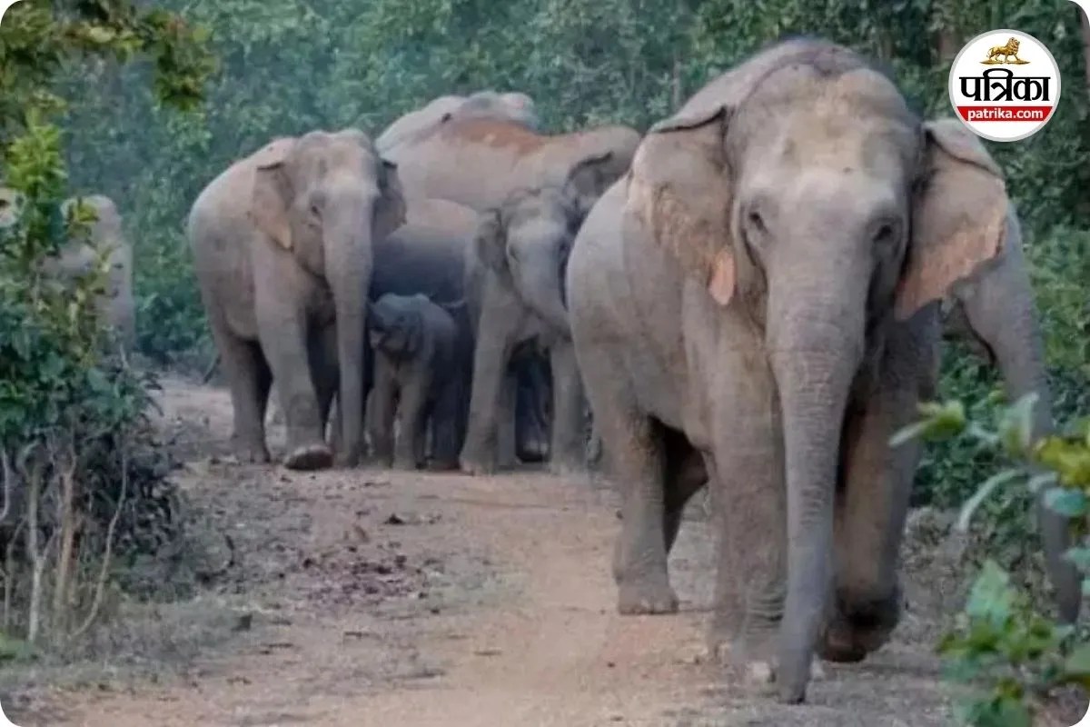हाथियों के दल ने डाला डेरा (photo source- Patrika)