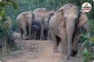 हाथियों के दल ने डाला डेरा (photo source- Patrika)