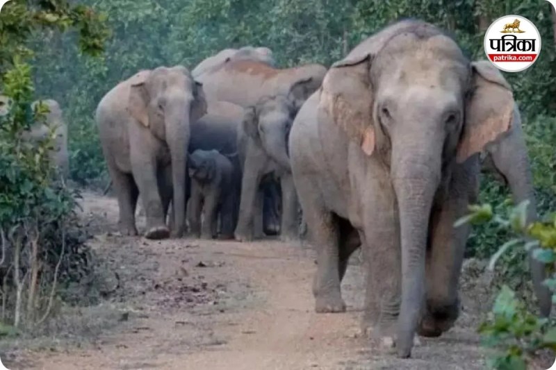 हाथियों के दल ने डाला डेरा (photo source- Patrika)