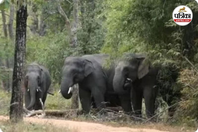 34 हाथियों के दल ने फसलों को किया चौपट (photo source- Patrika)