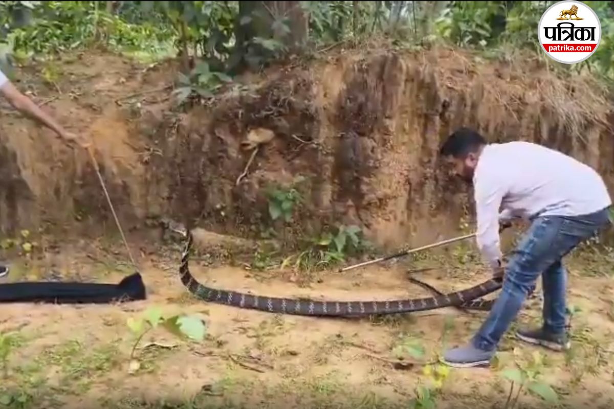 King Cobra: 13 फीट के किंग कोबरा को देख थर्रा उठे लोग, फन फैलाकर सीधे खड़ा हो गया, फिर… देखें Video