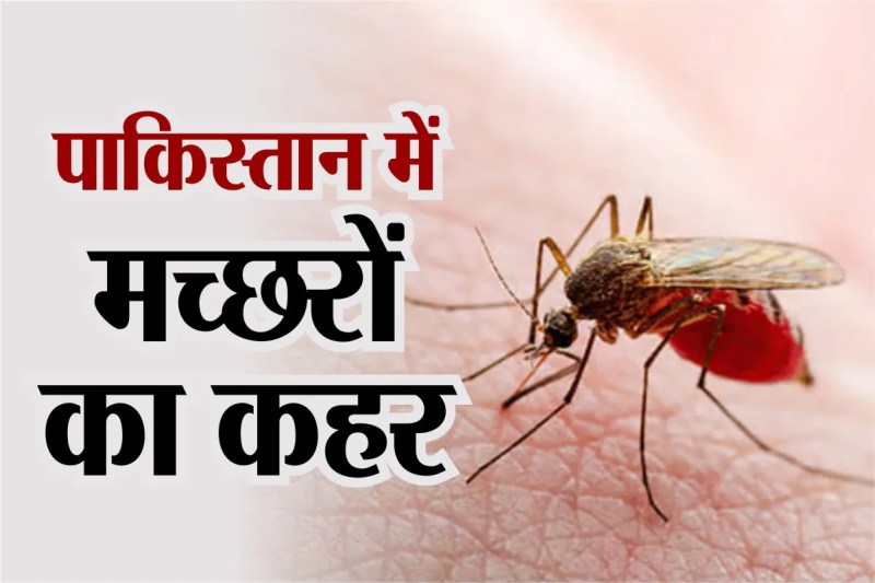 Dengue Deaths 2025, dengue outbreak, Dengue Sindh, google news, Google Search, Health Emergency Demand,