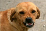 Dog bite