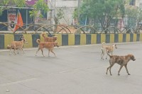 Teacher monitoring dogs