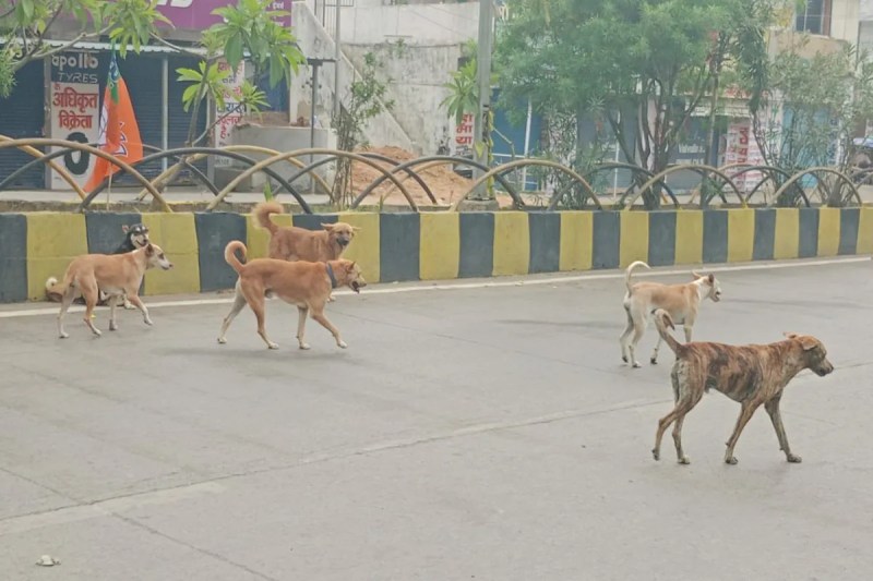 Teacher monitoring dogs