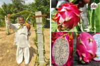 Dragon Fruit Earnings Double Rajasthan Jhunjhunu district farmer sets an example know more
