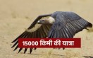migratory vulture India