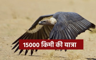 migratory vulture India